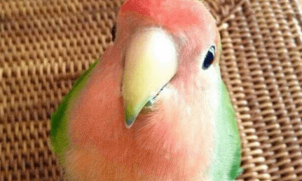 Watermelon Bird