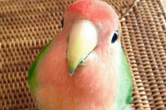 Watermelon Bird