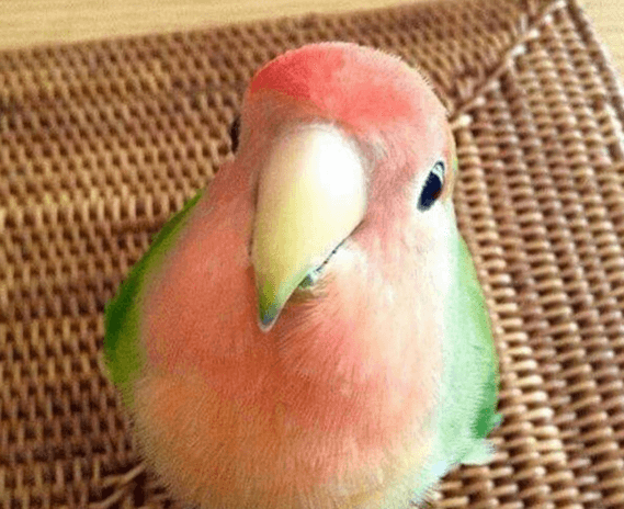 Watermelon Bird