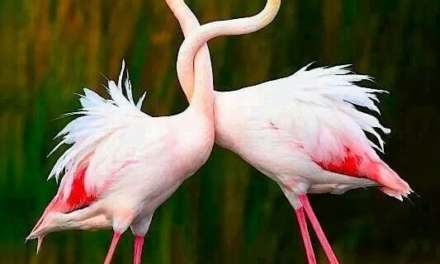 The Flamingo Dance