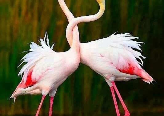 The Flamingo Dance