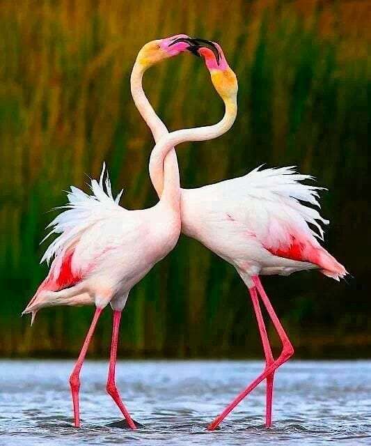 The Flamingo Dance