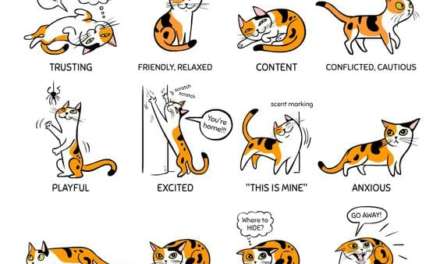 Cat Language