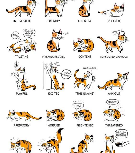 cat sounds in different languages