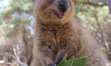 Smiling Quokka