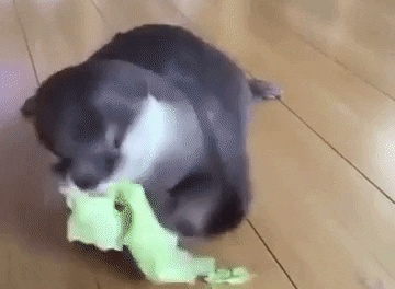 Otter Loves Lettuce