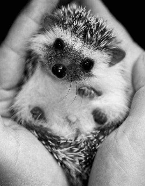 Inquisitive Hedgehog