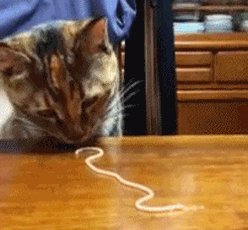 How Cat Eat Noodle