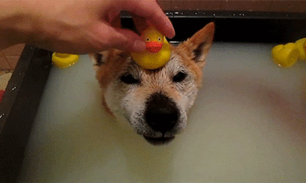 Duck Dog