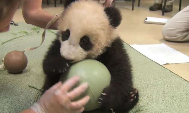 When Baby panda got his new ball