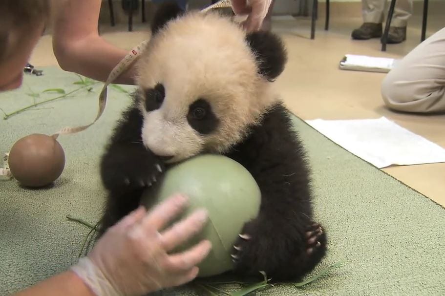 When Baby panda got his new ball