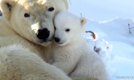 Polar Bear Cuddling