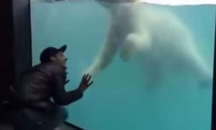 Who wants to play with polar bear?