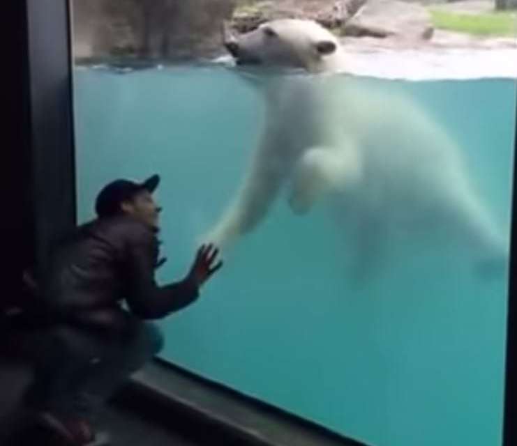 Who wants to play with polar bear?