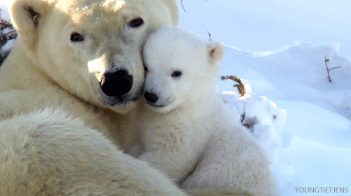Polar Bear Cuddling
