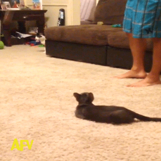 Scared Cat