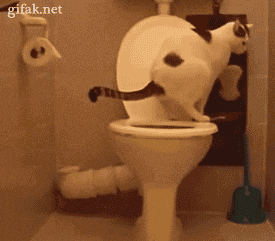 Why Toilet Paper Runs Out Fast
