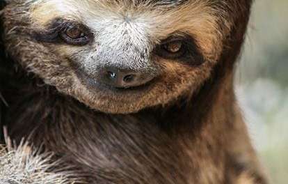 Sloth Smile