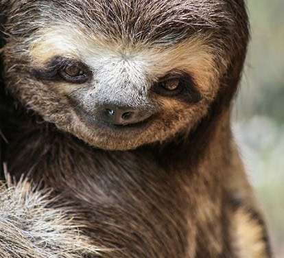 Sloth Smile