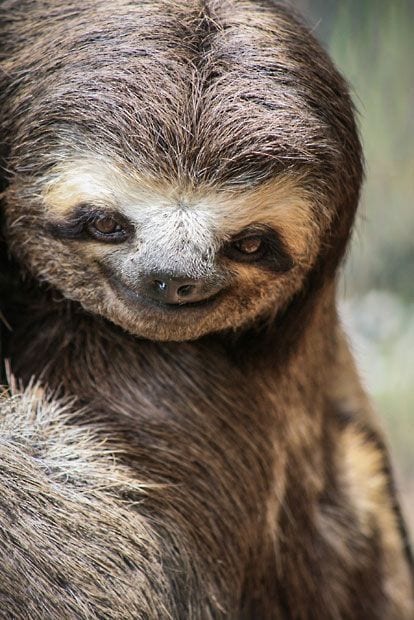 Sloth Smile