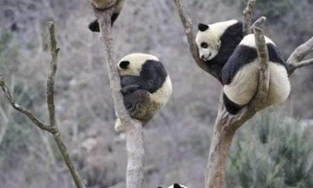 Panda Tree
