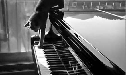 Cat Pianist