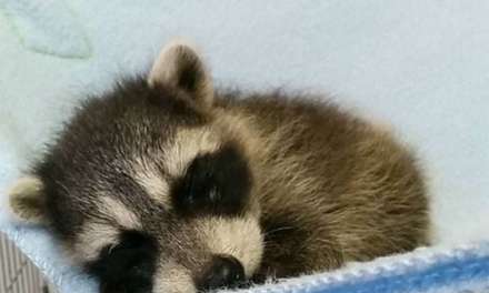 Baby Raccoon Sleeping