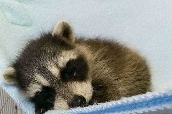 Baby Raccoon Sleeping
