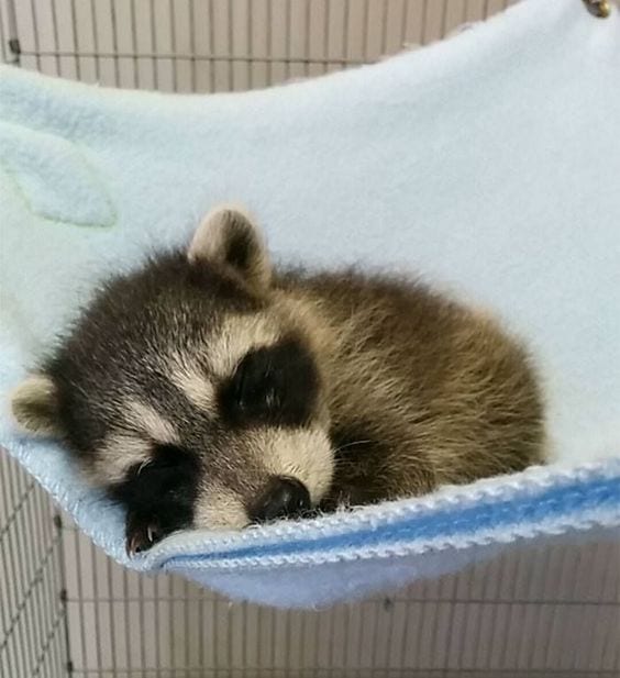 Baby Raccoon Sleeping