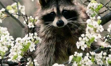 Spring Raccoon