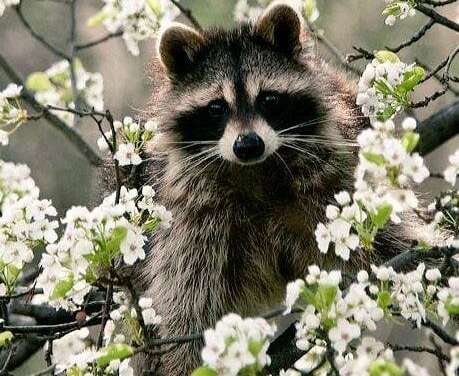 Spring Raccoon