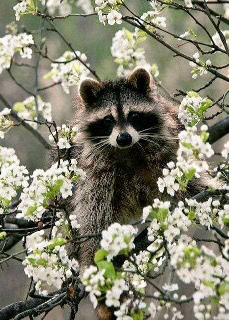 Spring Raccoon