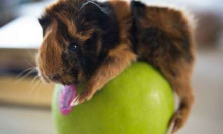 Baby Guinea Pig