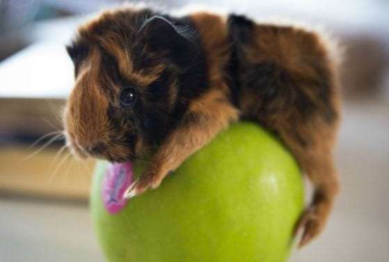 Baby Guinea Pig