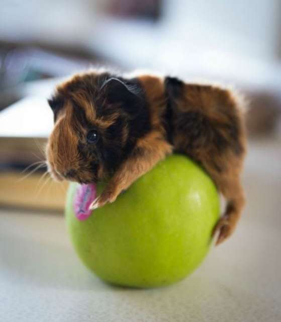 Baby Guinea Pig