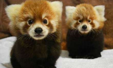 Cute Baby Red Pandas