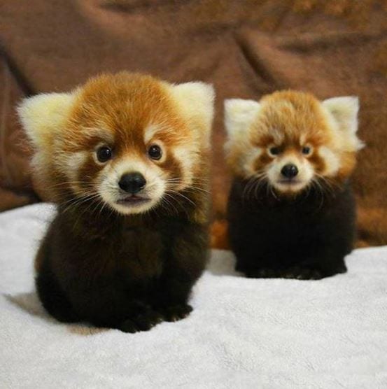 Cute Baby Red Pandas
