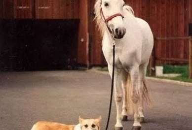 Corgi take horse for a walk