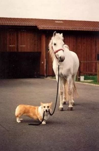 Corgi take horse for a walk