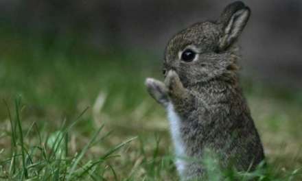 I found a carrot that big!