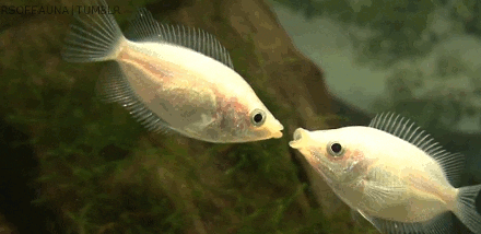 Kissing Fish