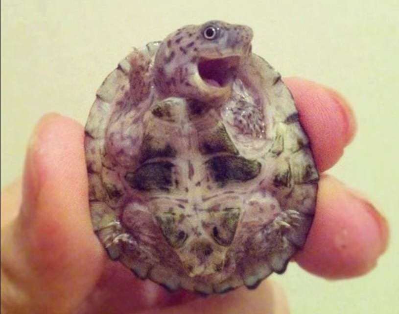 Oh Hello~