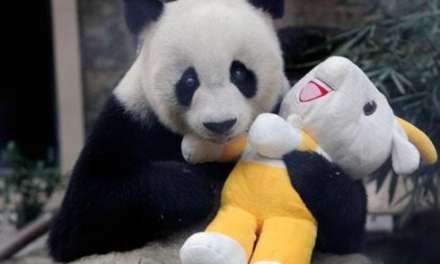 Panda got his toy