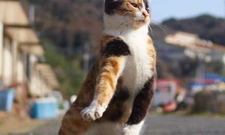 Paso Doble Dancing Cat