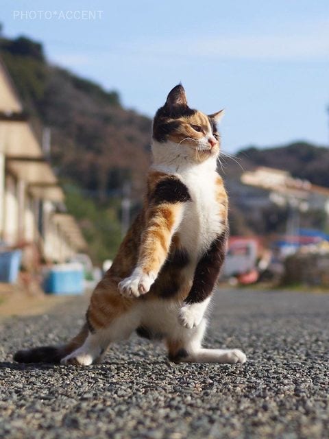 Paso Doble Dancing Cat