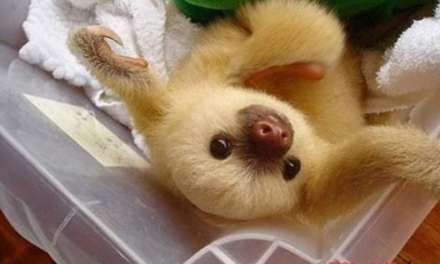 Baby Sloth