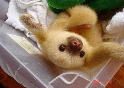 Baby Sloth