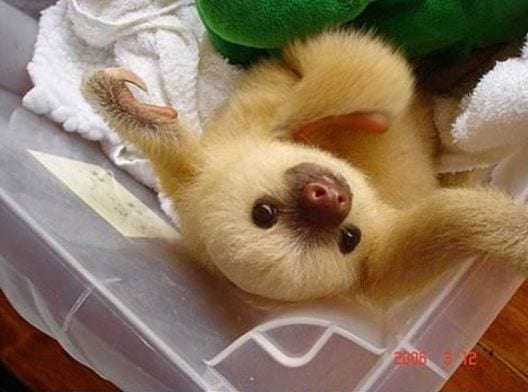 Baby Sloth