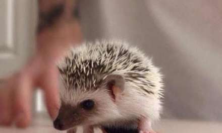 Hedgehog Skateboarding