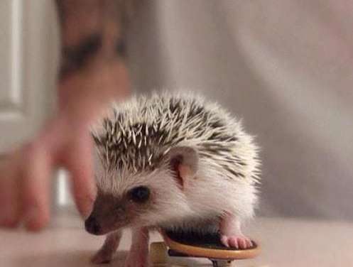 Hedgehog Skateboarding